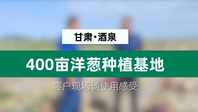 甘肃酒泉400亩洋葱种植基地客户现场谈使用感受